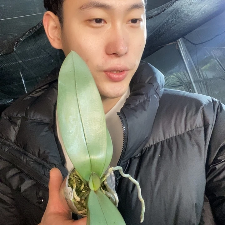 无花朵青铜少女叶瑕疵