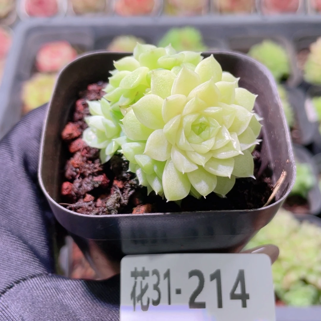 花利美31-214麦秆