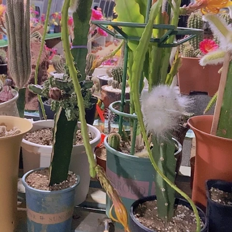 寒*令箭荷花午夜枝条