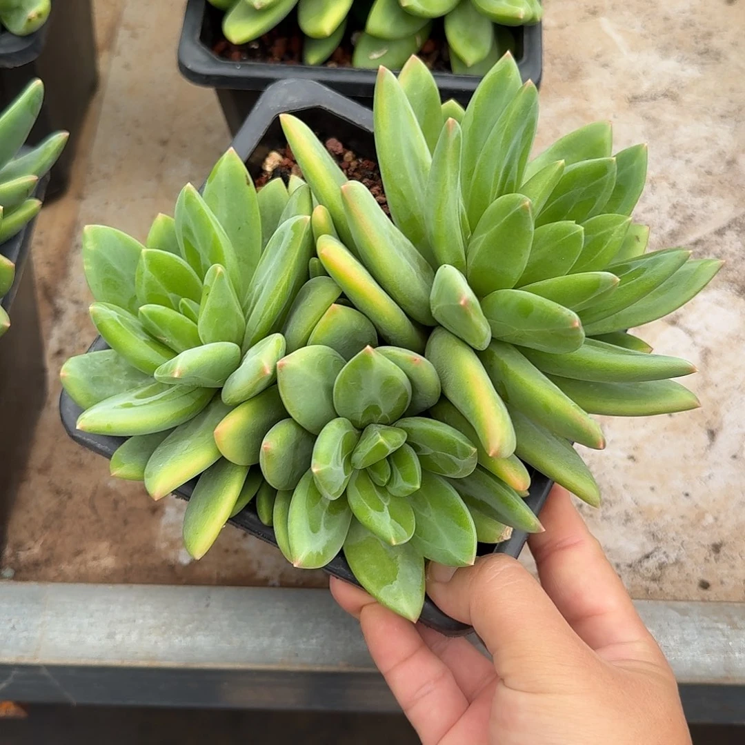 海洋之歌整无砍群生多肉