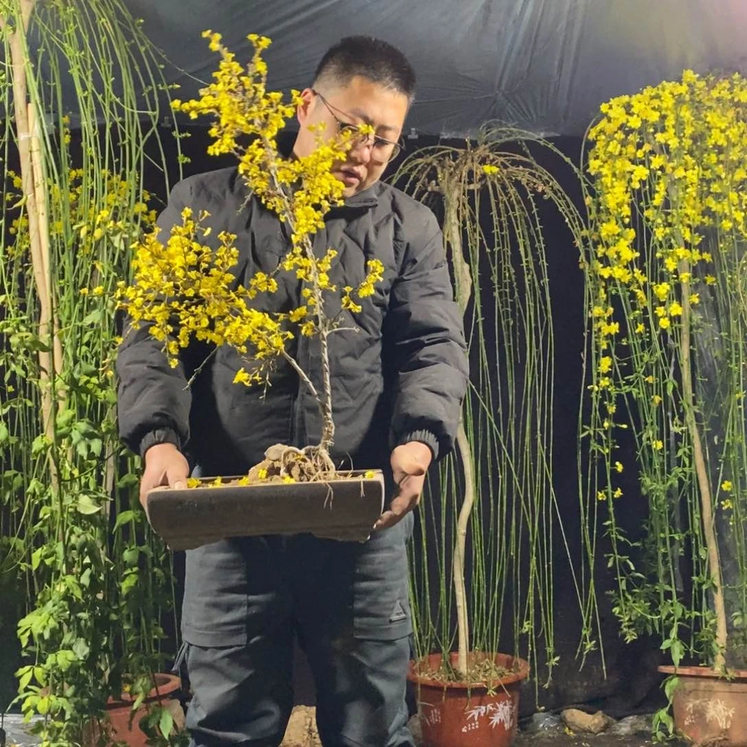 迎春花，一物一拍