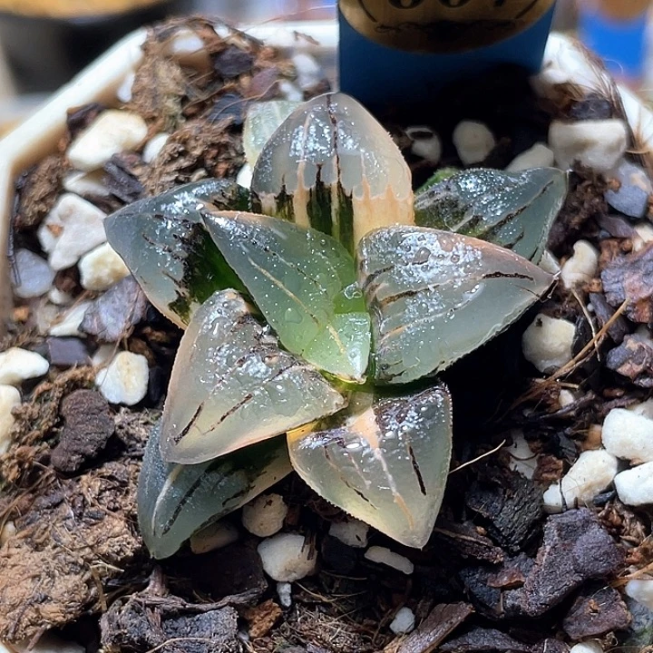 陌***人607紅紋錦特選福利