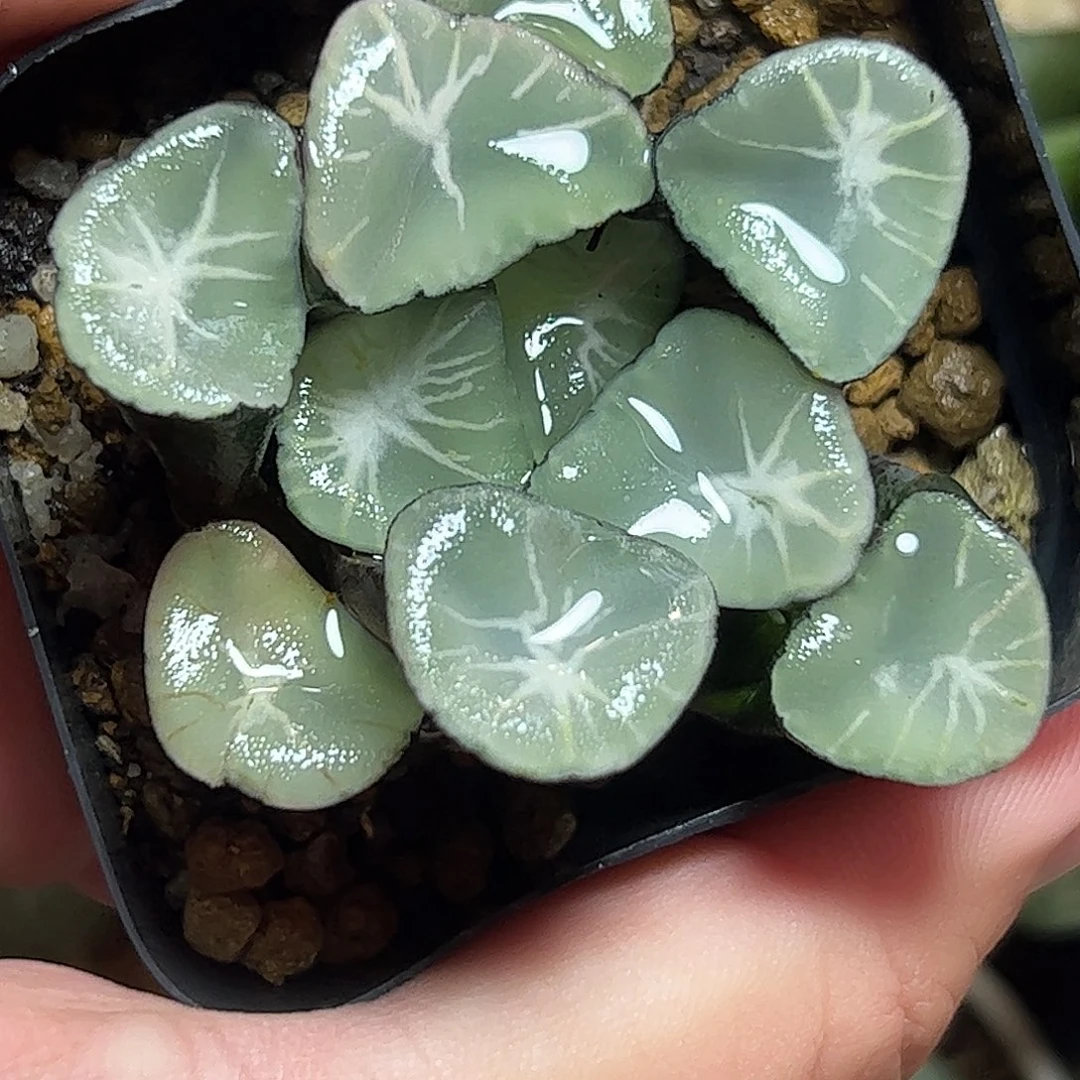 星万象十二卷十二卷