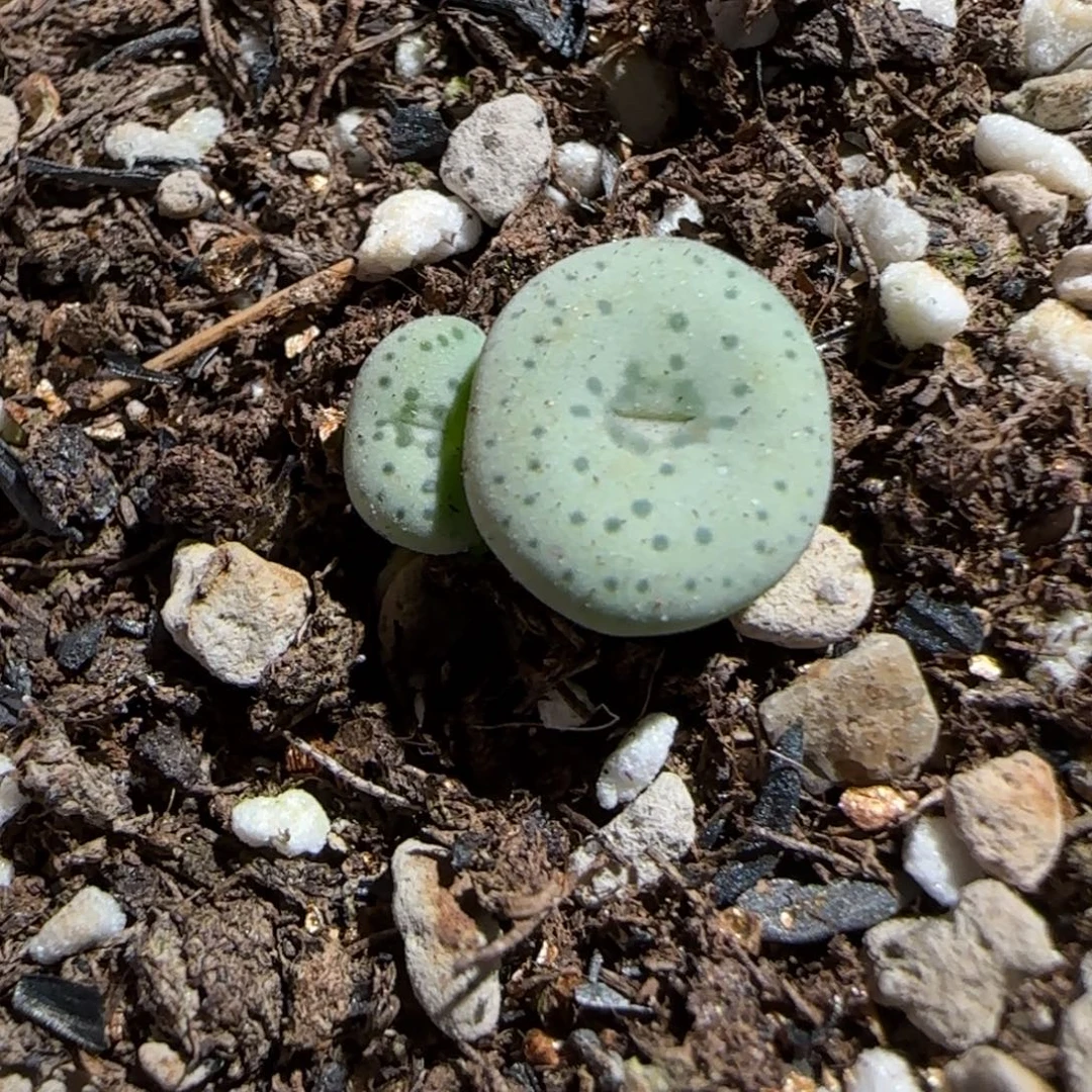 肉锥多肉植物组合-1539