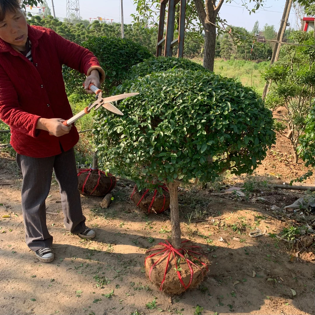 直播间一物一拍盆栽地栽庭院室各种花卉耐寒耐热耐高温冬天不落叶