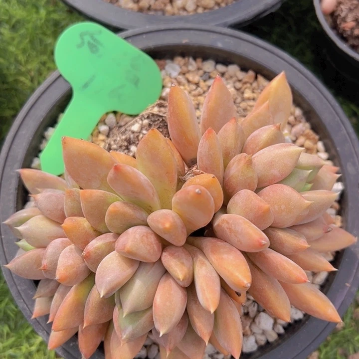 健健康康平平安安