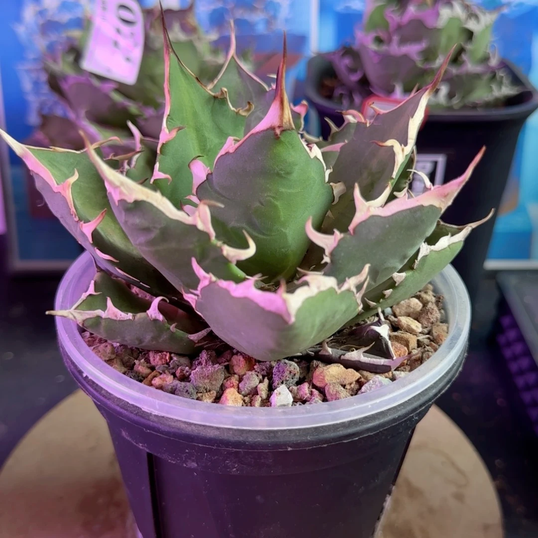 076龙舌兰1111111111