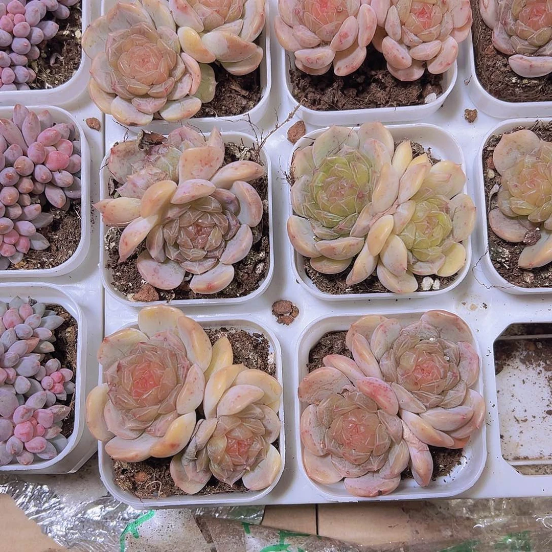 双头彩恋19包邮多肉植物