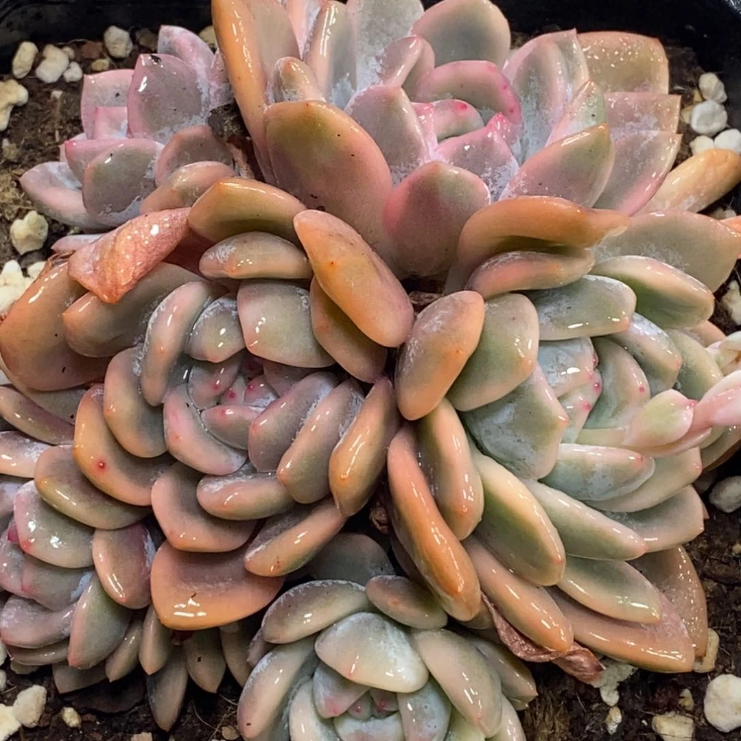 大梦露锦 小方花圃一物一拍