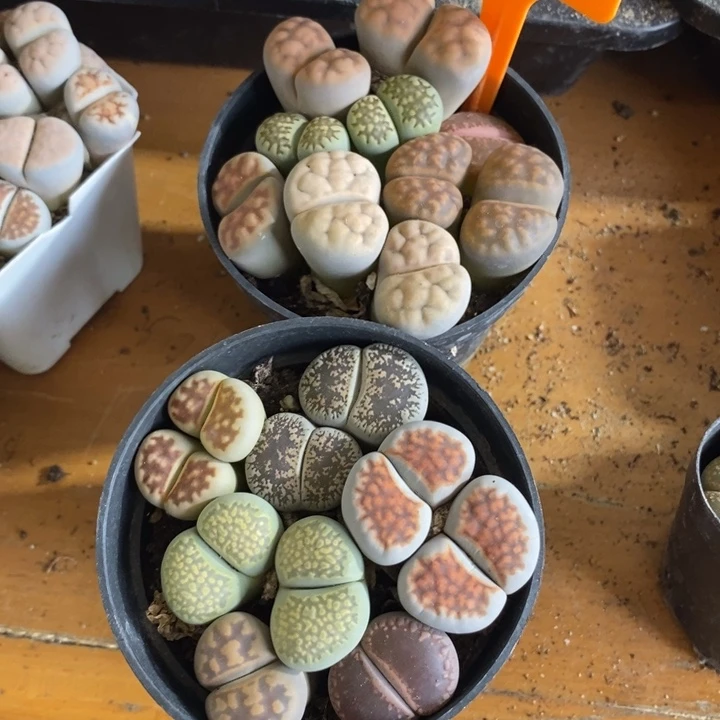 麻***园生石花小苗等一945