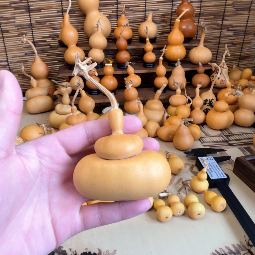 厚皮响籽大钱袋微瑕（23）