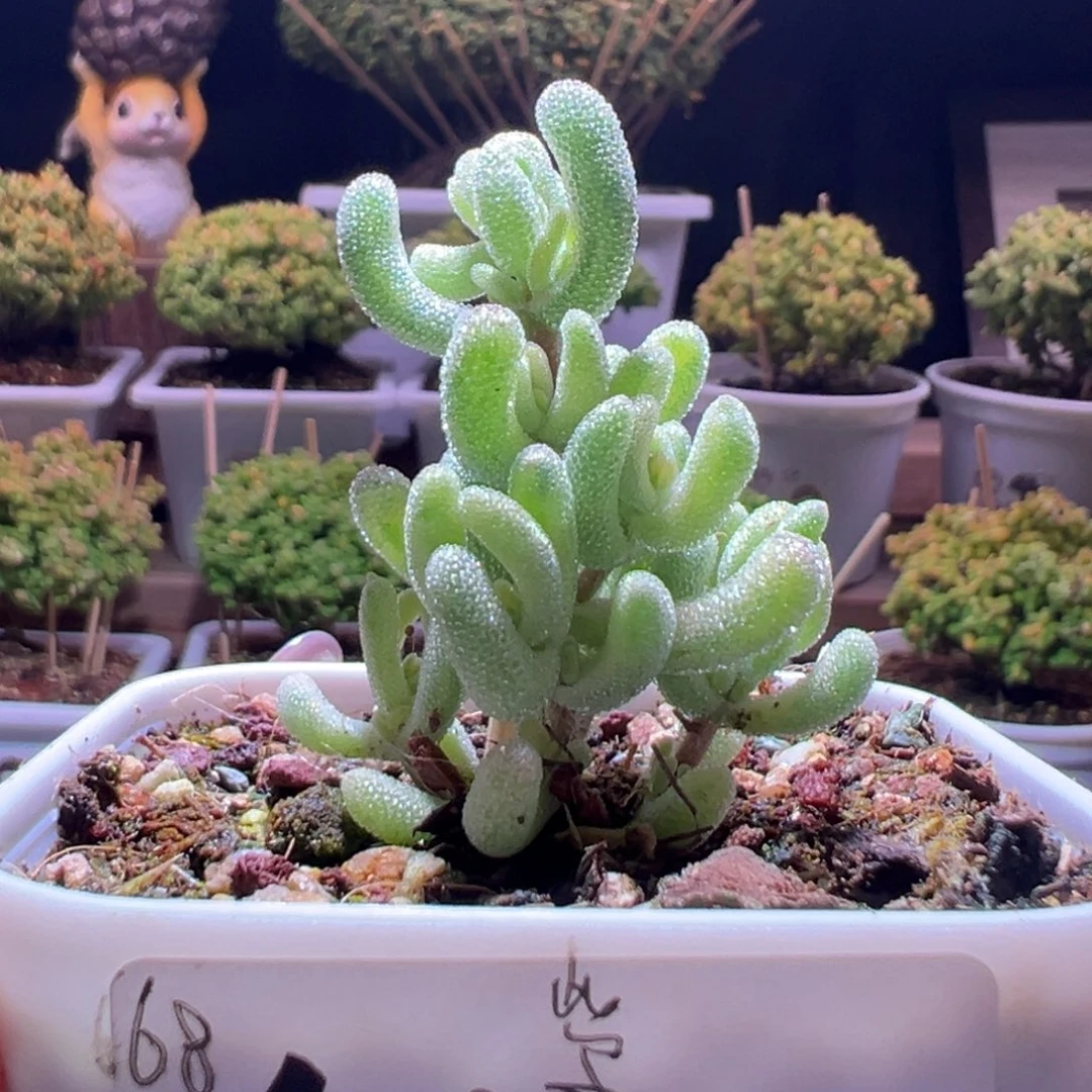430紫闪光一物一拍带盆土发货