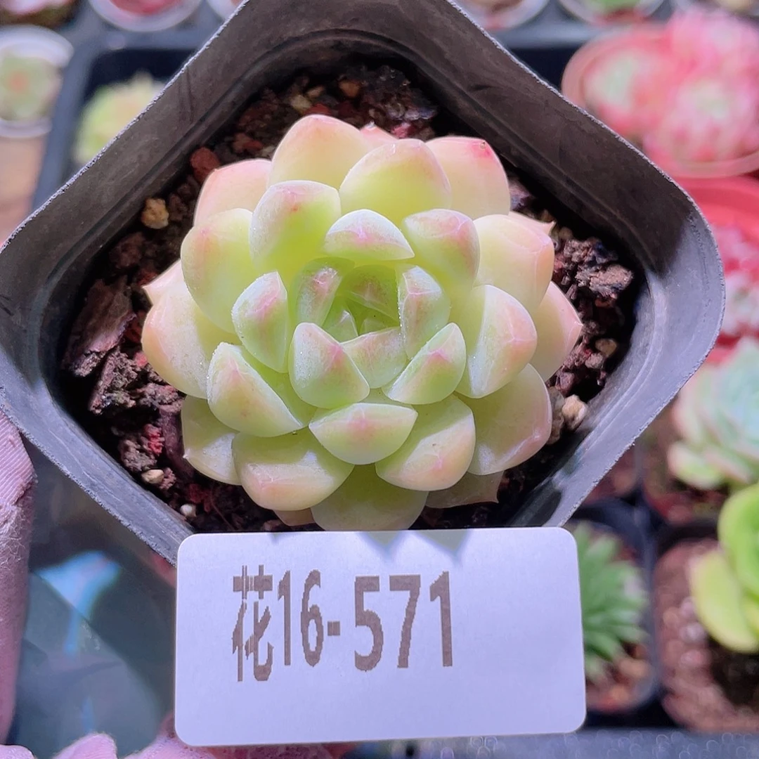 花利美16-571明月心