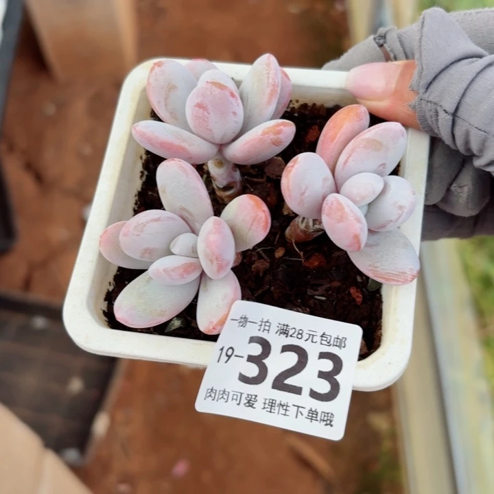 雪美人无盆土发货无盆土无