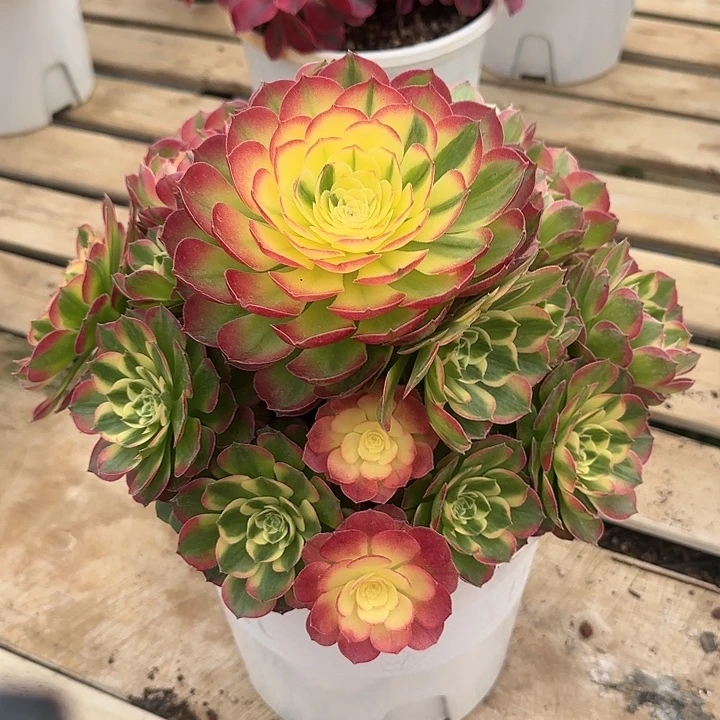 法师多肉植物海仙