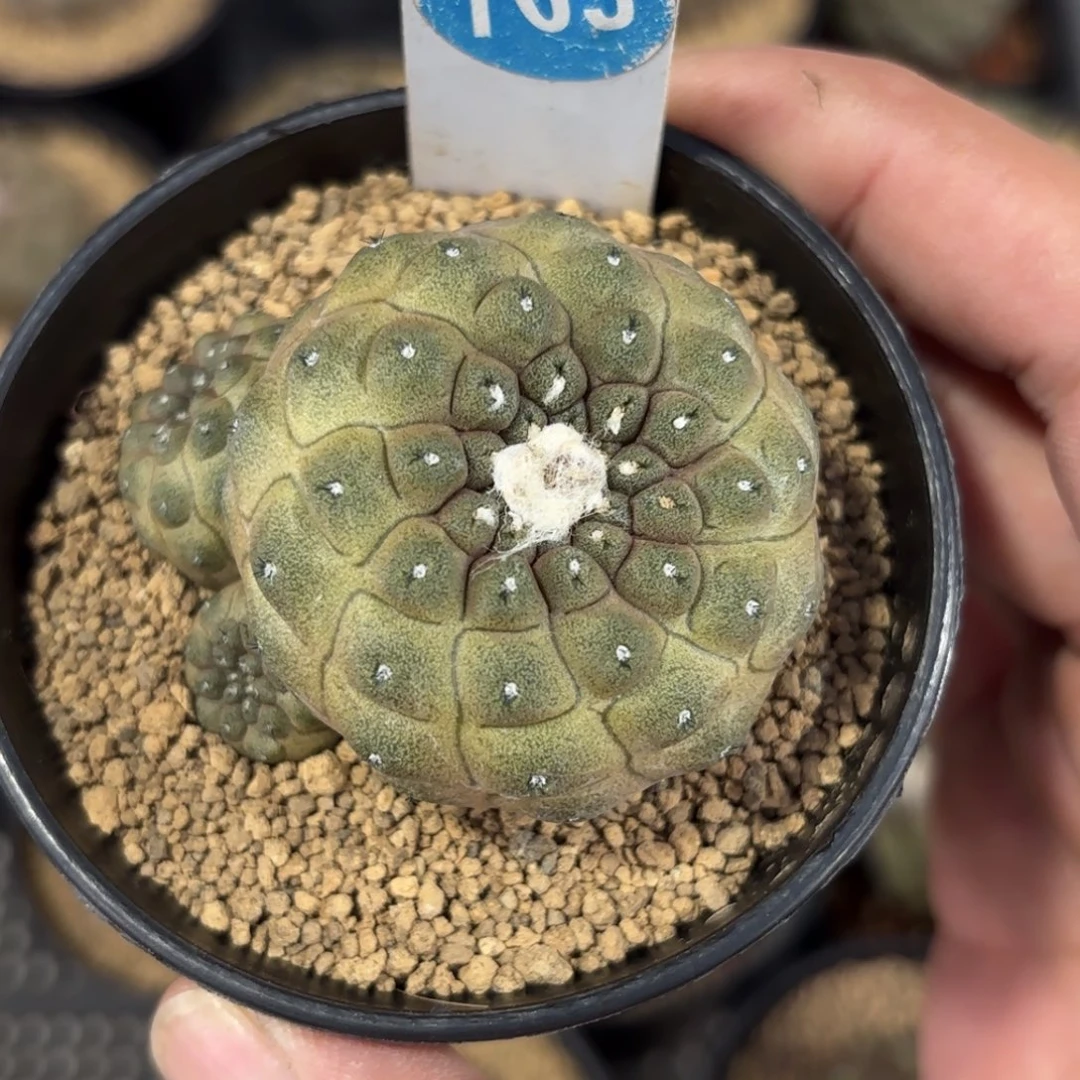 709实生蜥蜴皮带盆带土发货