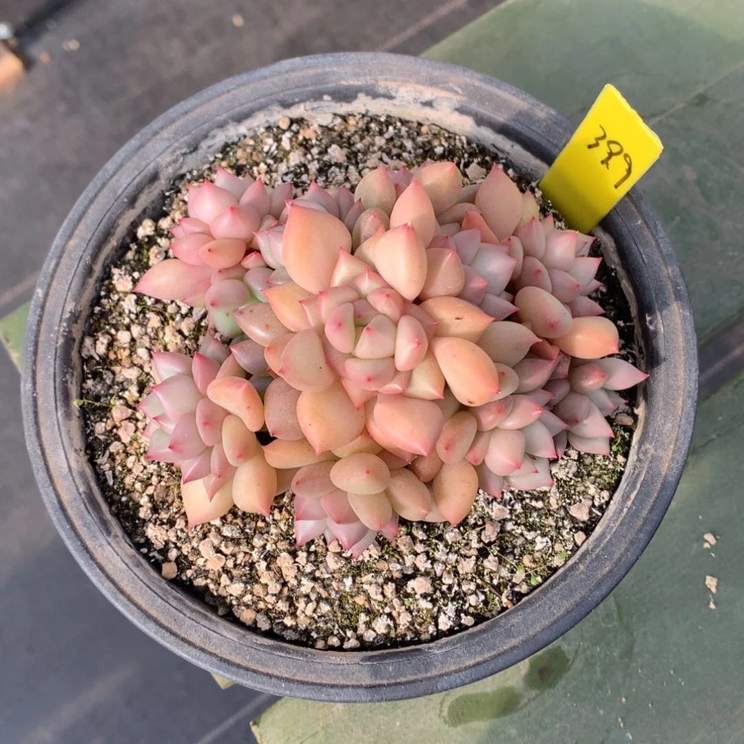 黄金象牙 多头 一颗