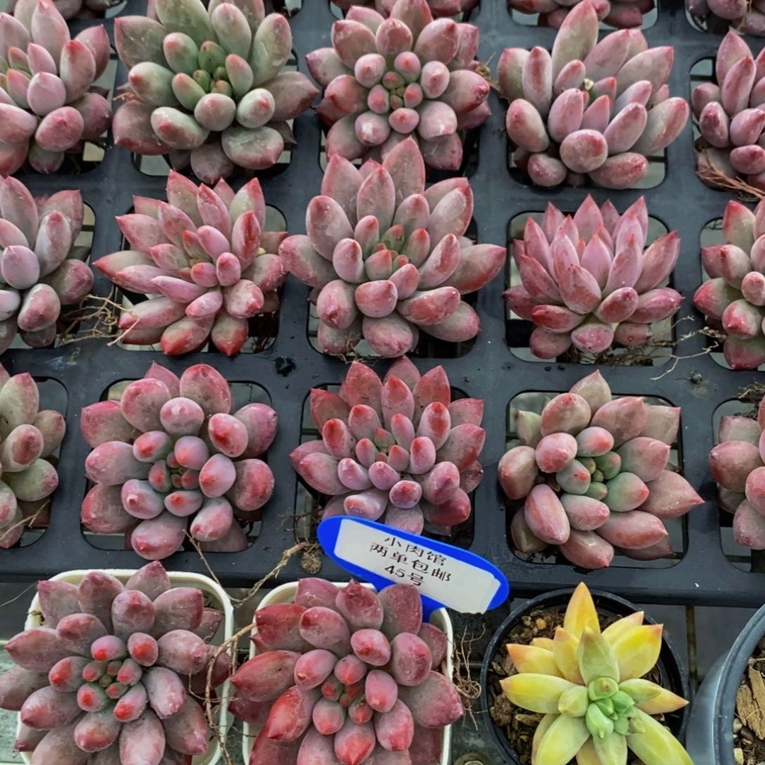 45-开播福利紫体虞美人单头加伊卡鲁斯单头加红恋