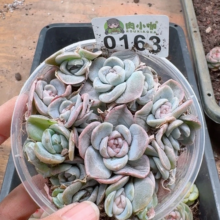 多肉植物多肉植物