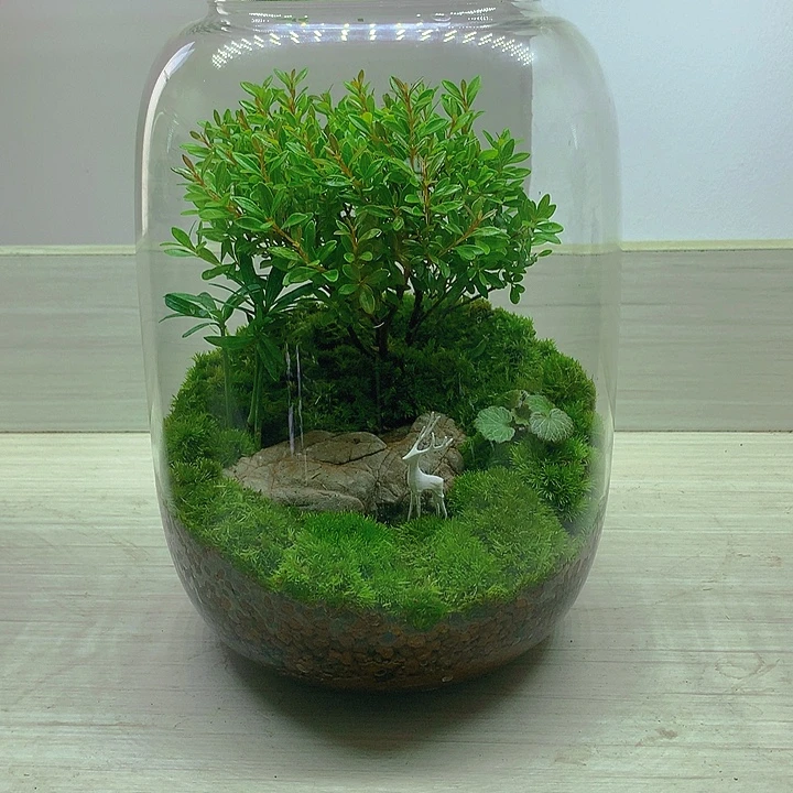 无花朵83号微景观