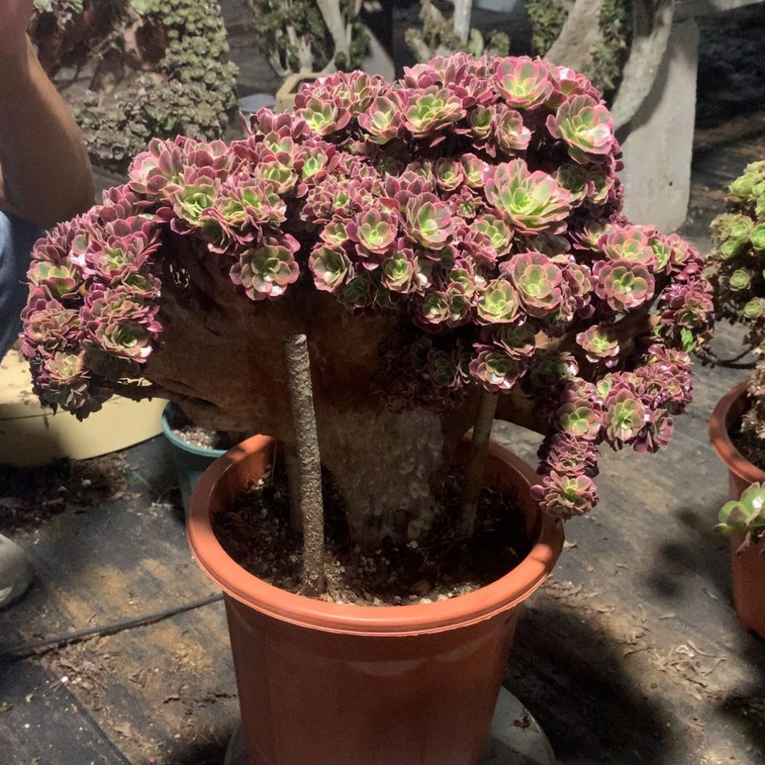 燕***子美杜莎朵朵缀化一颗