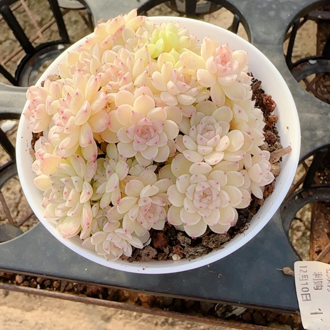 優***奈0104-122（云朵-5）优选