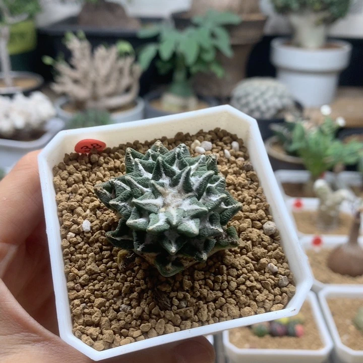 黑牡丹仙人球自根带盆