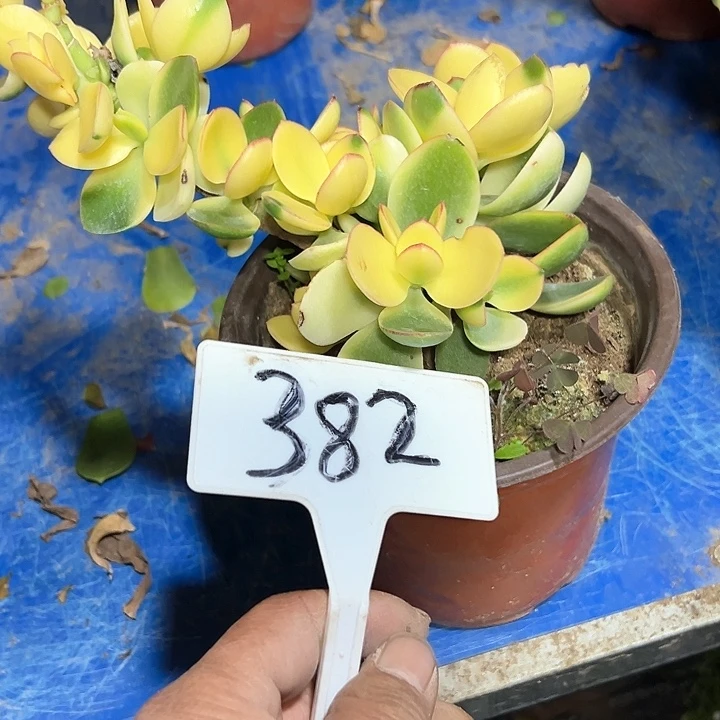 贞**上多肉植物星花法师