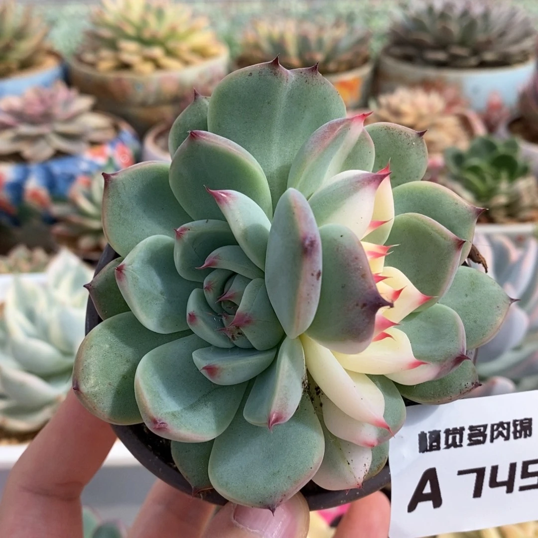 745双头阴阳锦吉娃娃