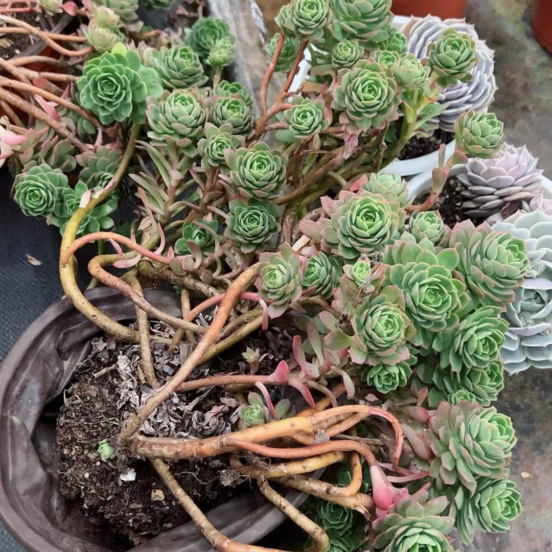 绿蔷薇飘枝老桩大盆