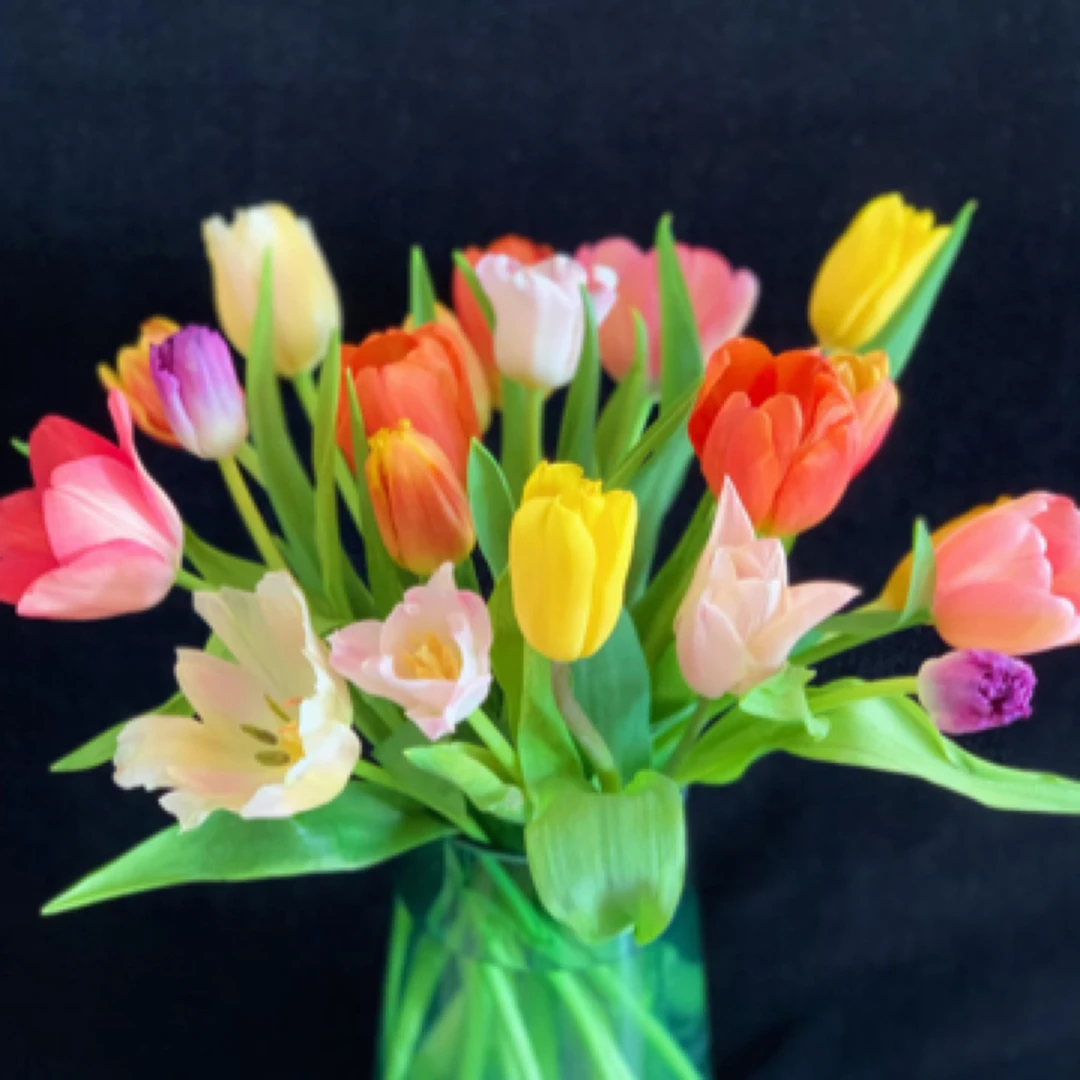 【方德】世界花后郁金香---1单中通  2单京东/空运包邮