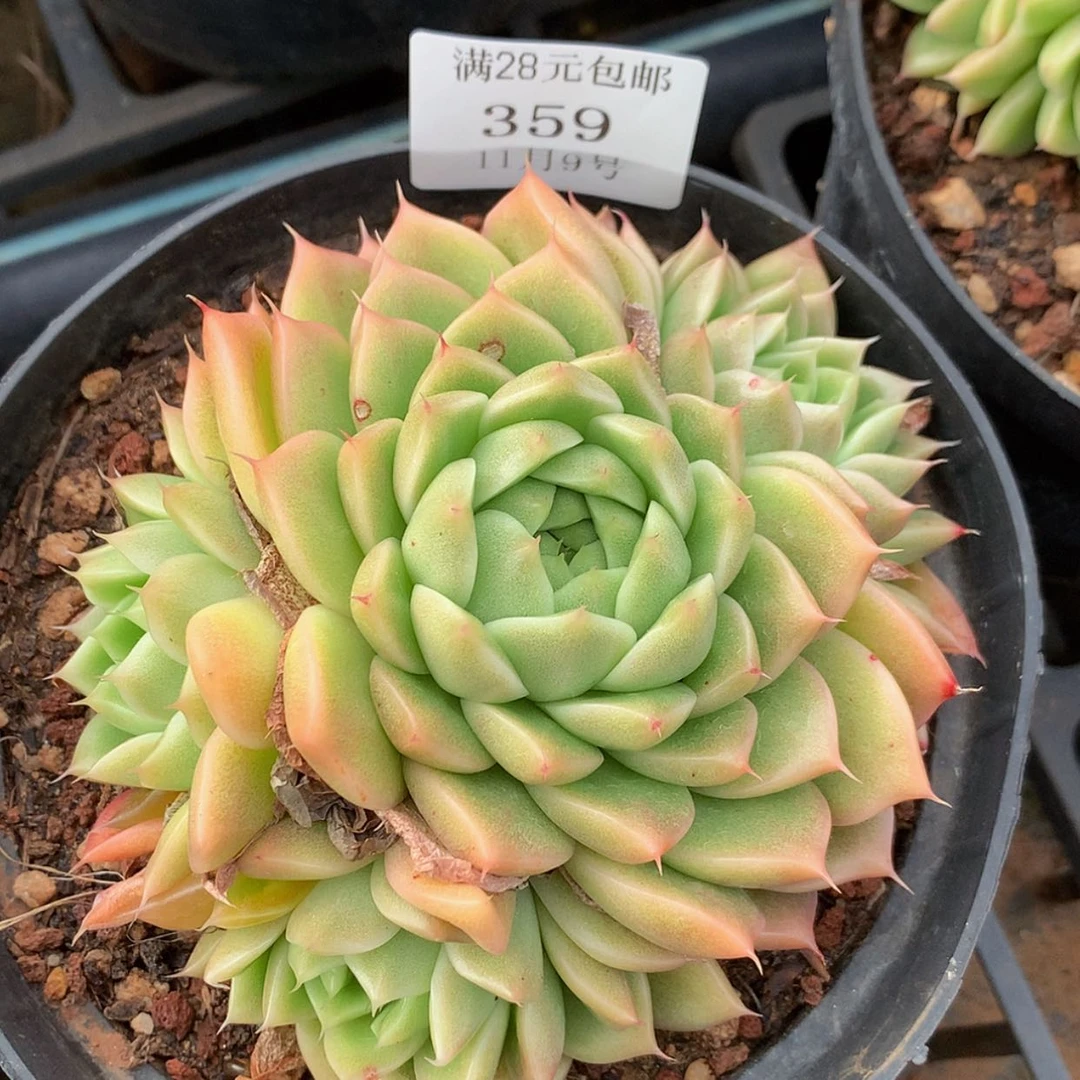 【闪购商品】云359号