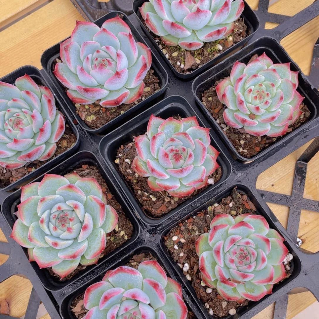 1270号 吉娃娃单头一个