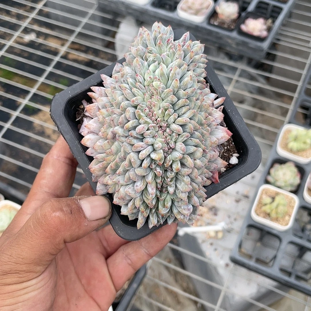 精品多肉，梦露缀化！