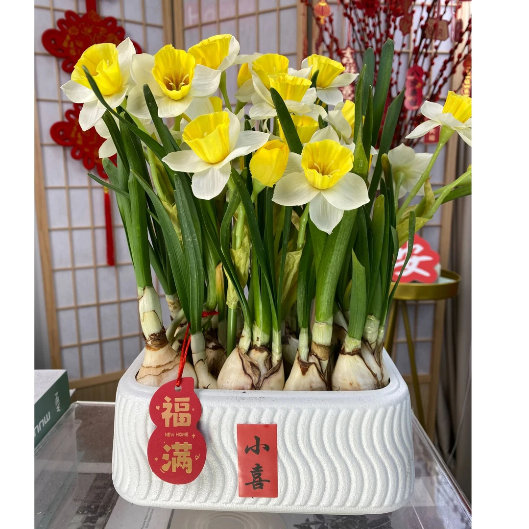 10-12颗】漳州水仙花盆栽室内水养植物好养花卉客厅水培年宵花耐寒