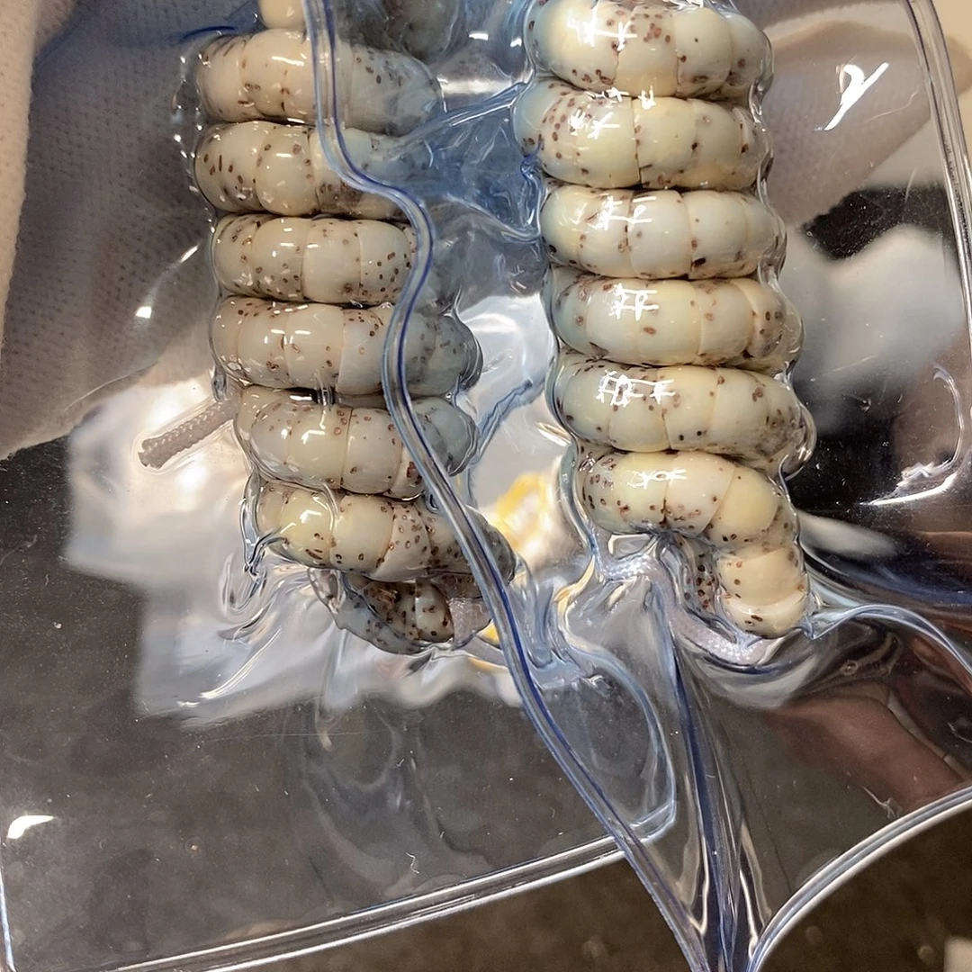 吊坠星月菩提石玉大肠6