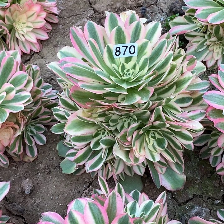 冰**雪多肉植物法师870香妃