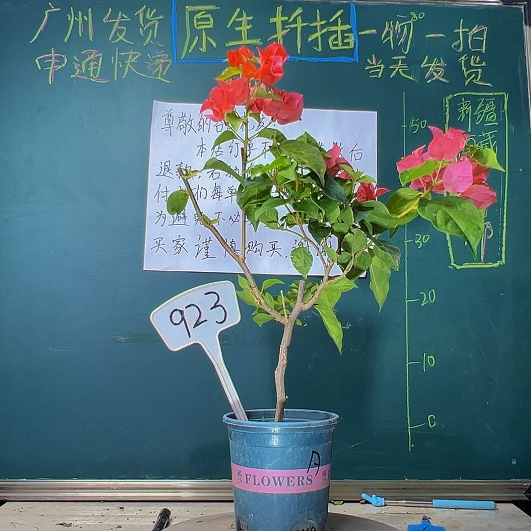 当前无花栽培后可以开花暗斑夕阳红 923