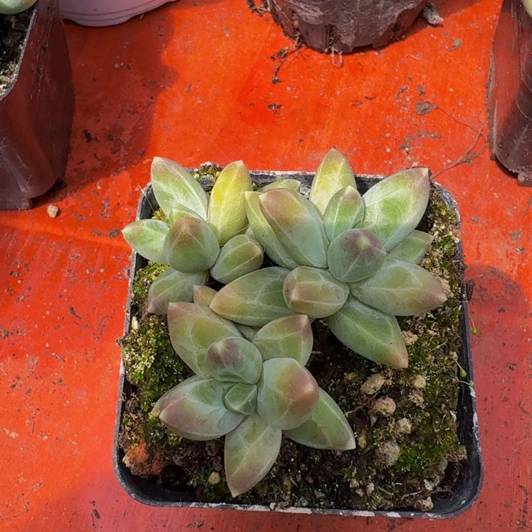 美人系列植物多肉1颗