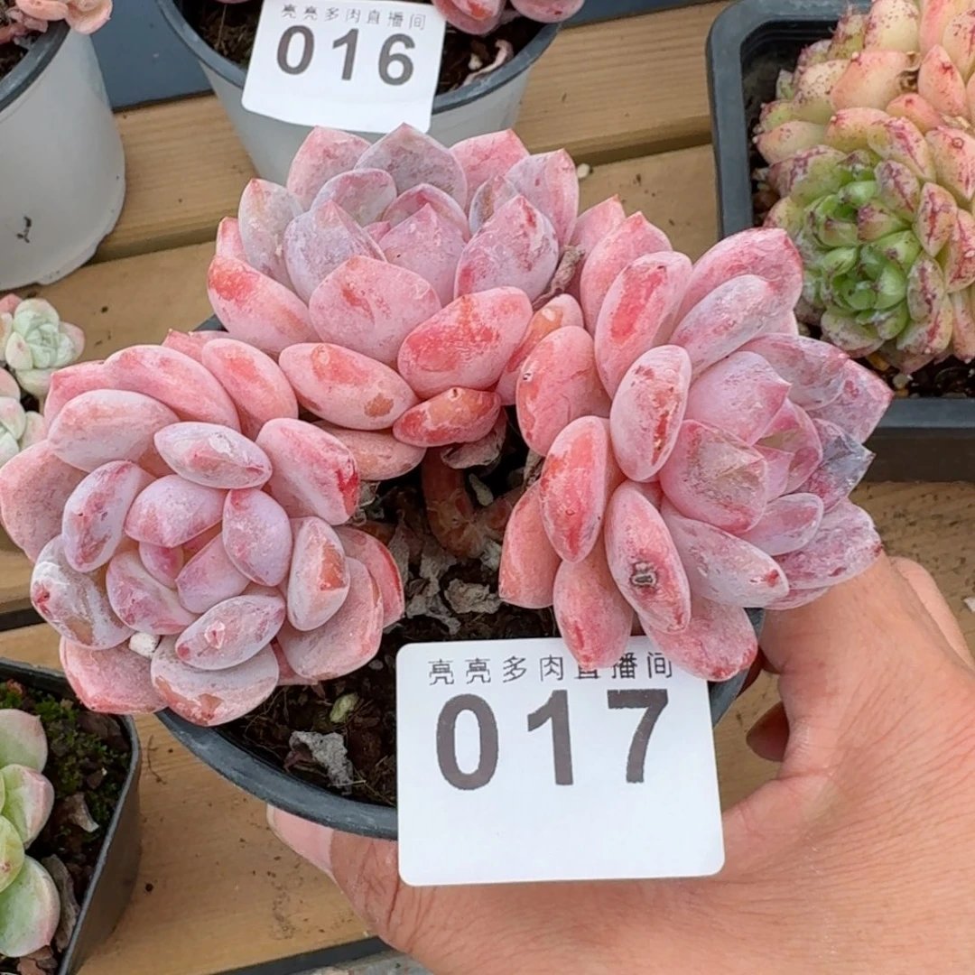 安***雪之魄      愿你一路坦途，乘风破浪展宏图