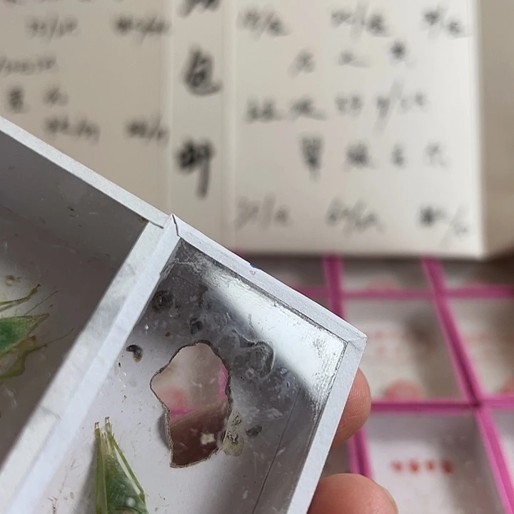 喝***虫两只短须金钟好可爱