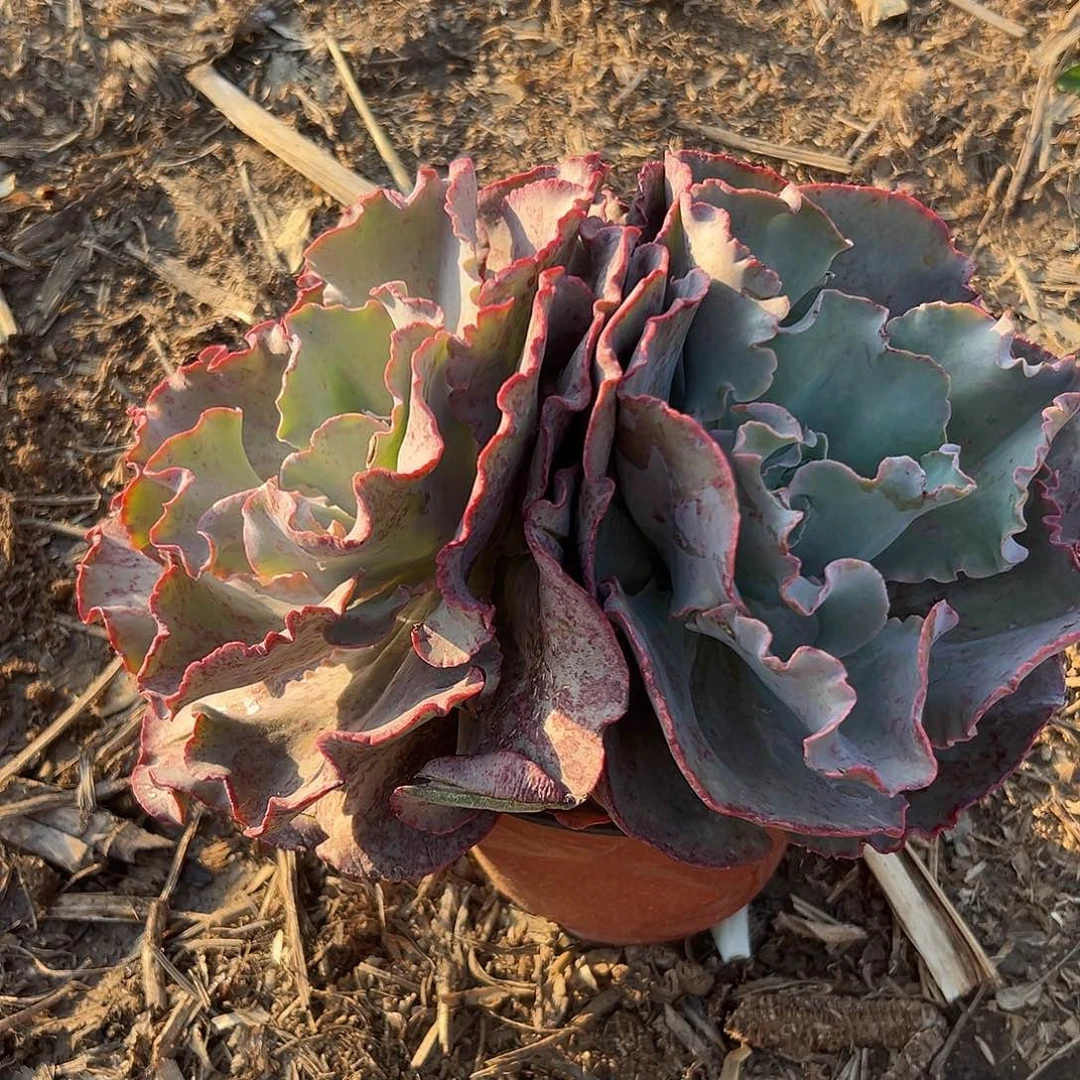 多肉植物大颗包菜