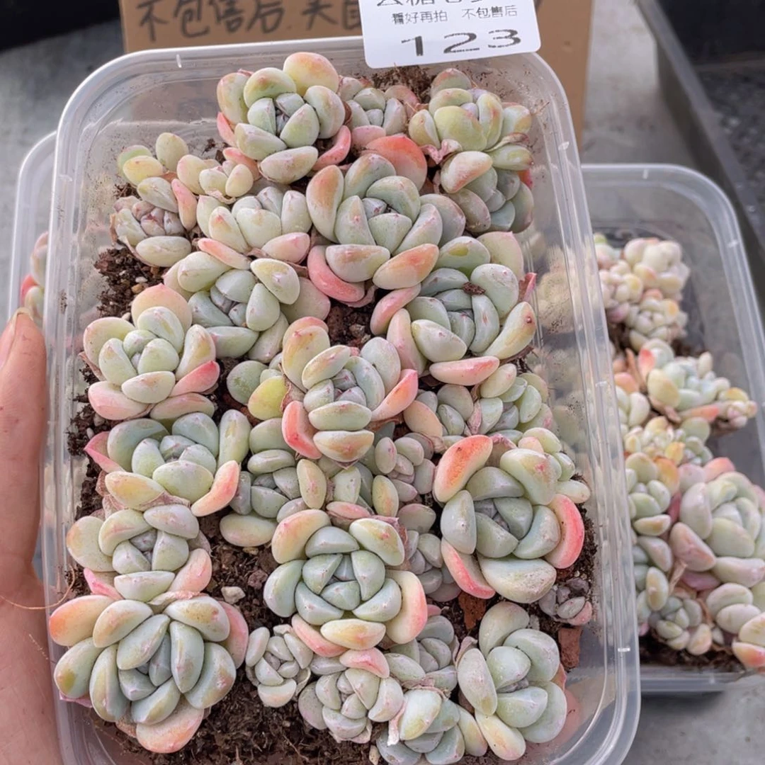爱****哥云糖心多肉植物123