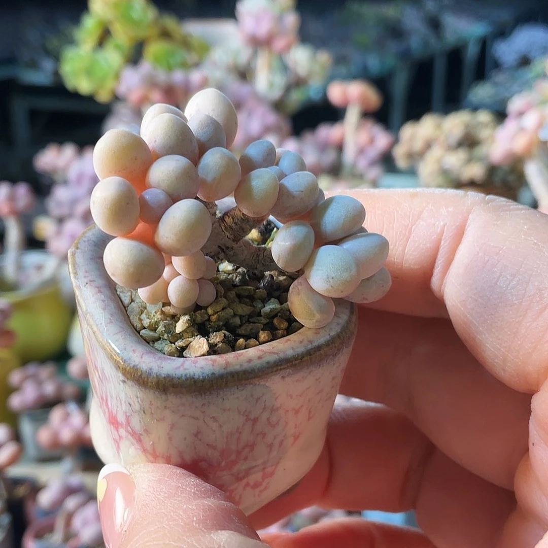 冬****天多肉植物的生长发育与生长发育