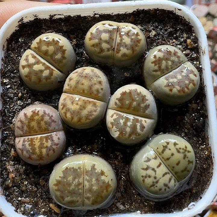 生石花111111。    207