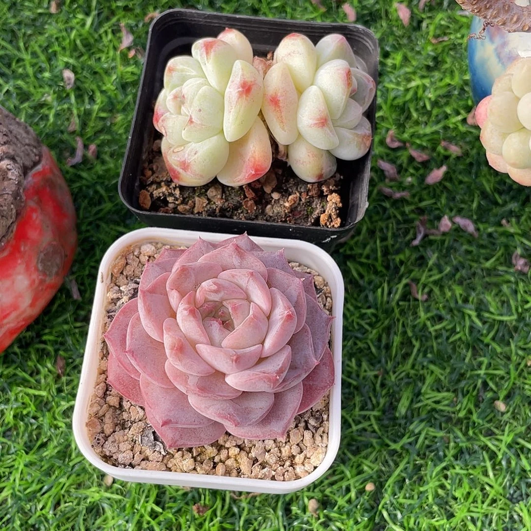 两颗一起发快递多肉植物一物一拍