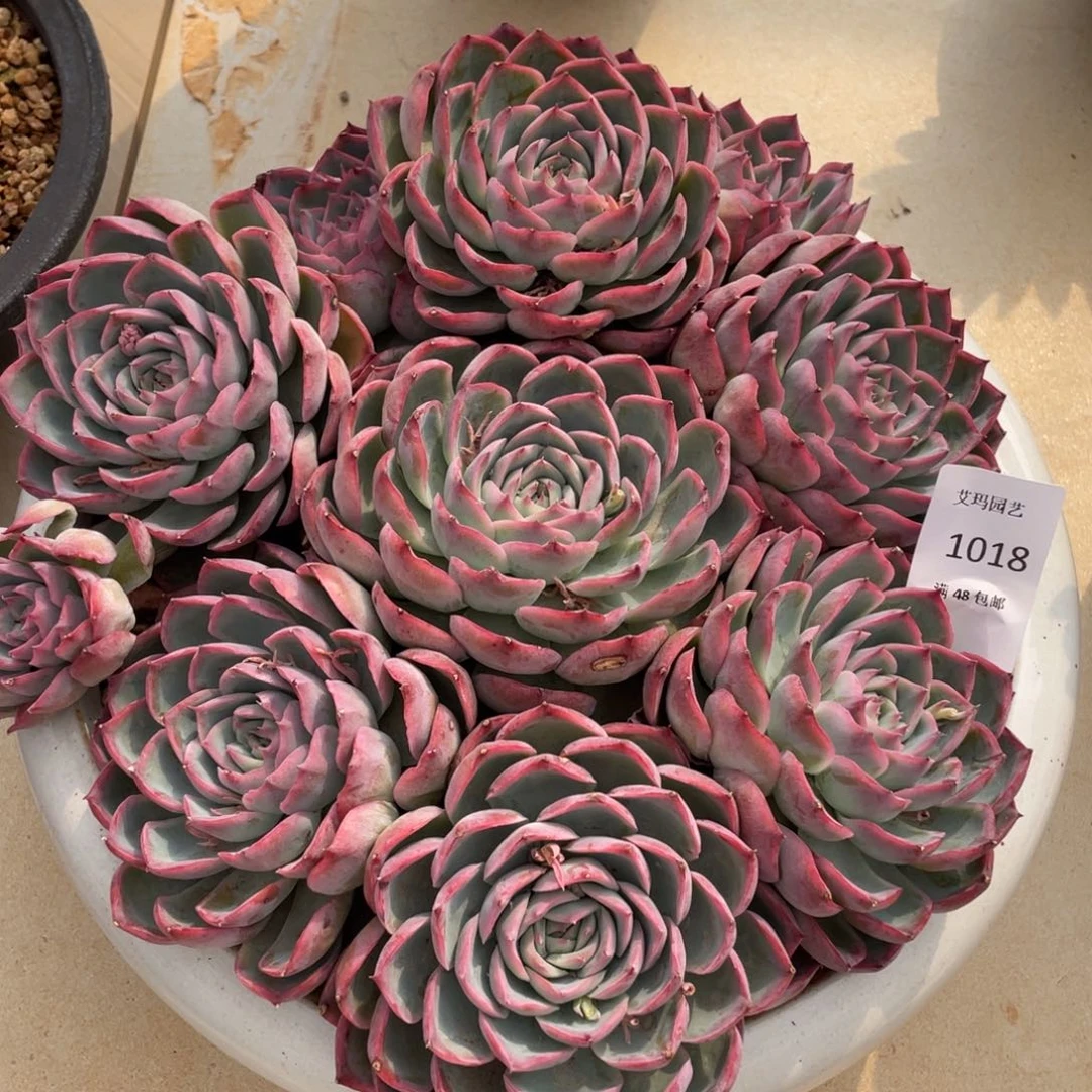 侧影群生多肉多肉018多肉