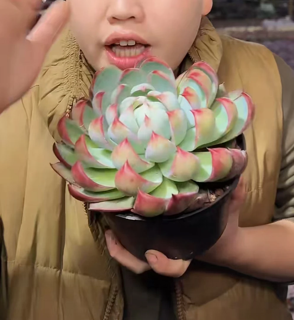 大单头惊鸿叶展13-15cm【满9.9包邮】