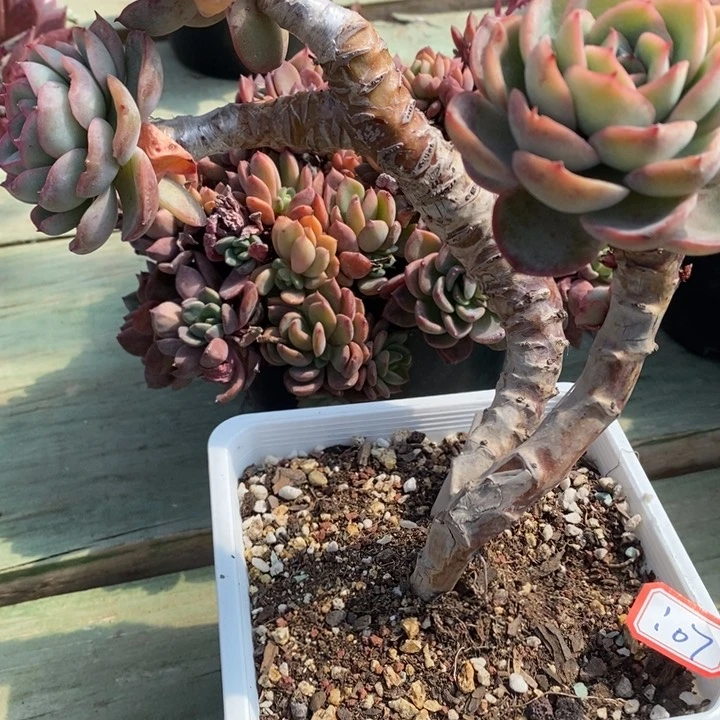 ?**行一物一拍晨露多肉107