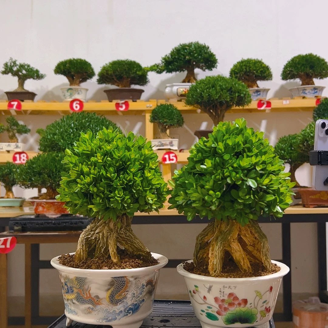 炫***风无花朵黄杨一物一拍盆景